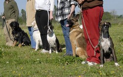 formation educateur canin